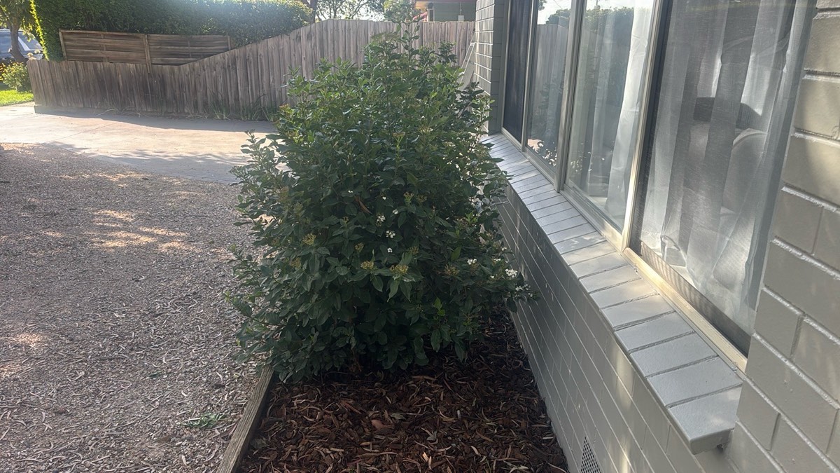 Vegetation near a foundation recorded as a conducive condition on a building and pest inspection in Craigieburn